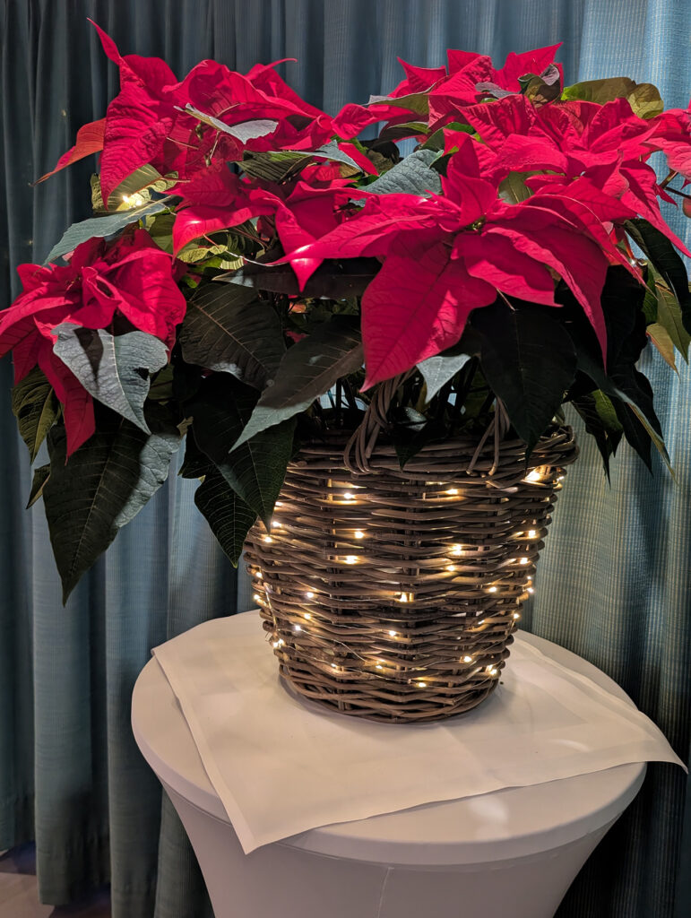 iwaz Weihnachtsfeier 2025 mit Weihnachtsstern