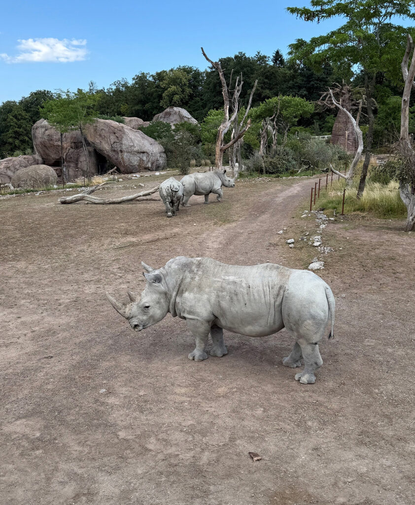 Lehrabschluss im Zoo Zürich Nashorn