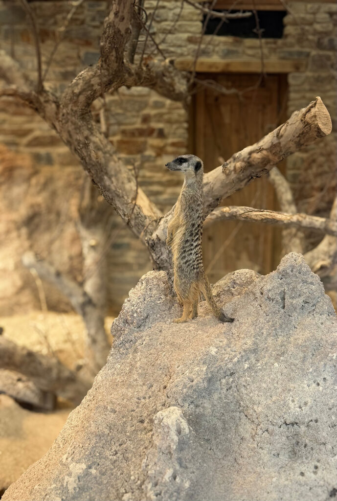 Lehrabschluss im Zoo Zürich Erdmännchen