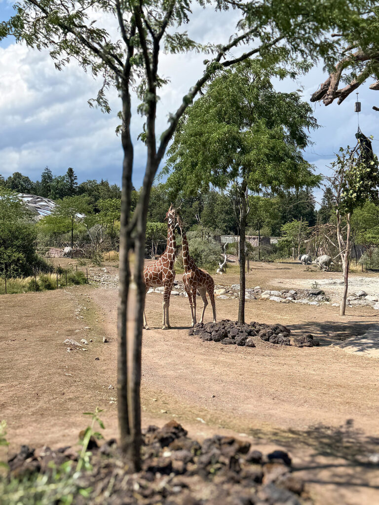 Lehrabschluss im Zoo Zürich Giraffen